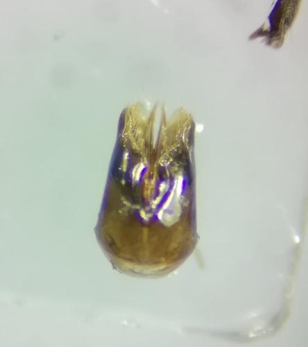 Chrysis sp.
